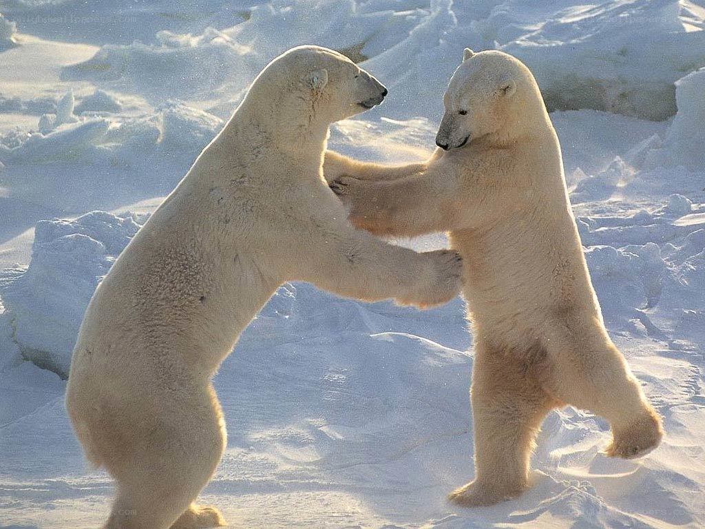 Polar bears playing in snow