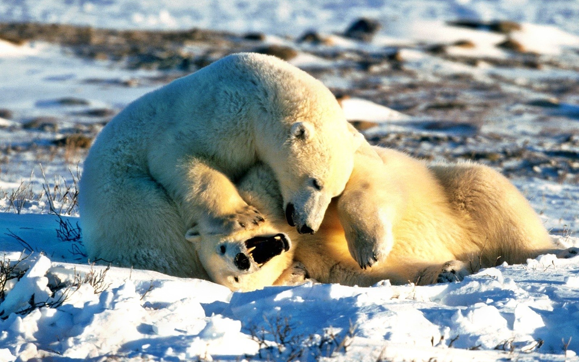 Polar bears playing in snow