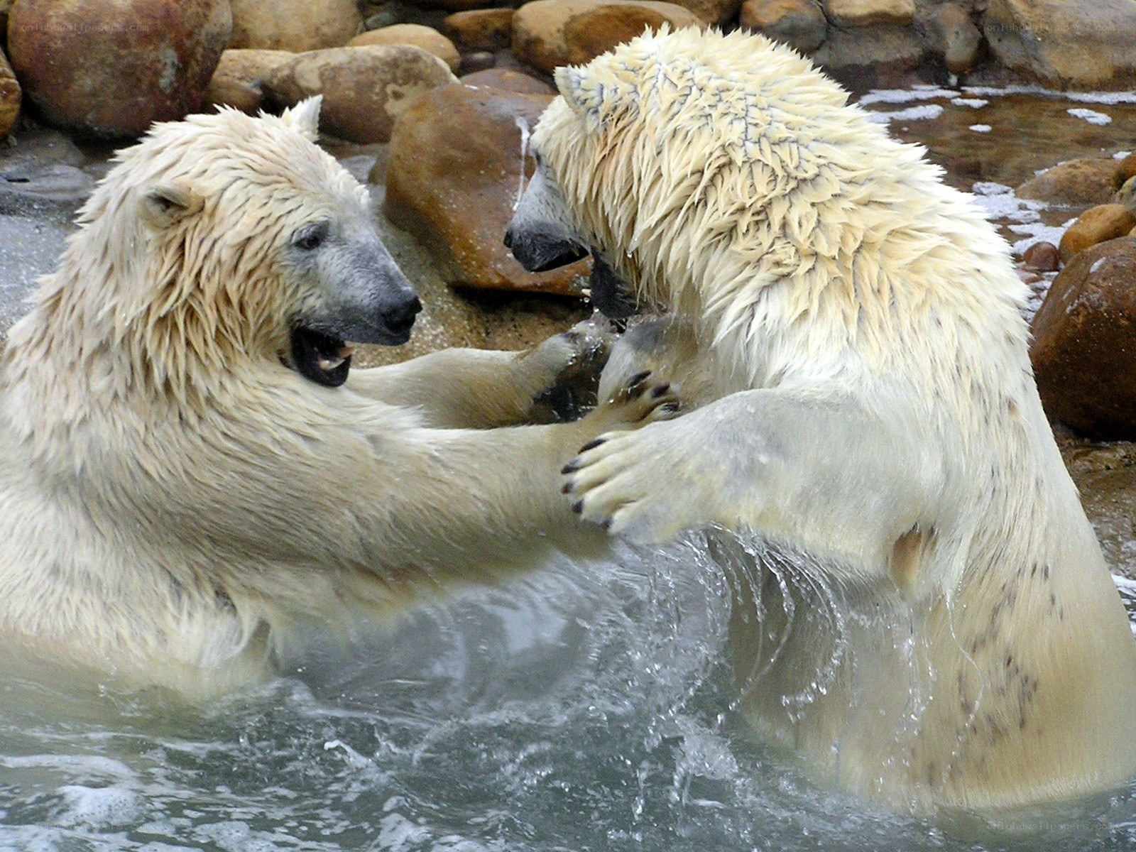 Polar bears playing in water