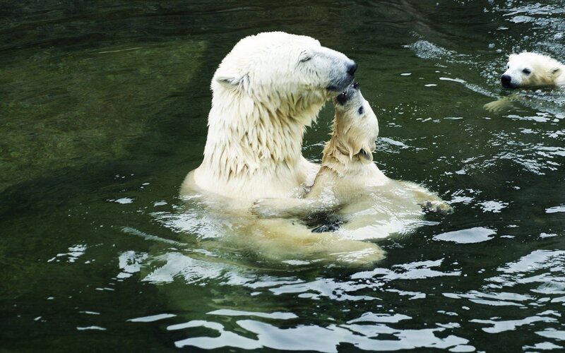 Polar bears playing in water