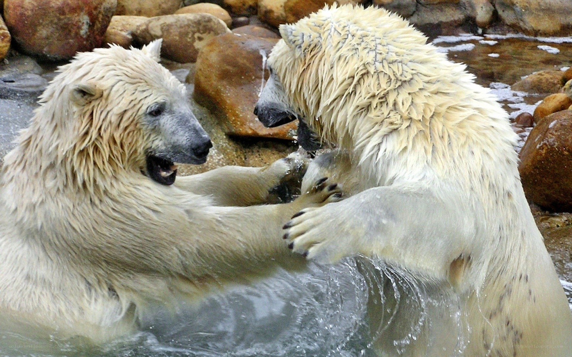 Polar bears playing in water