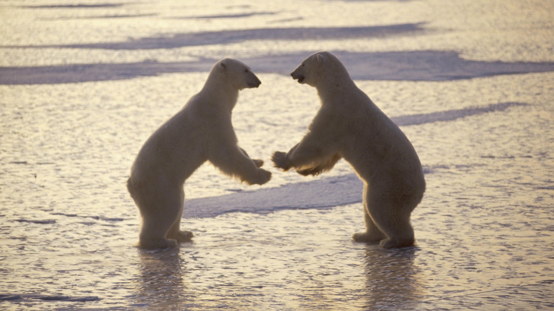 Polar bears playing on ice