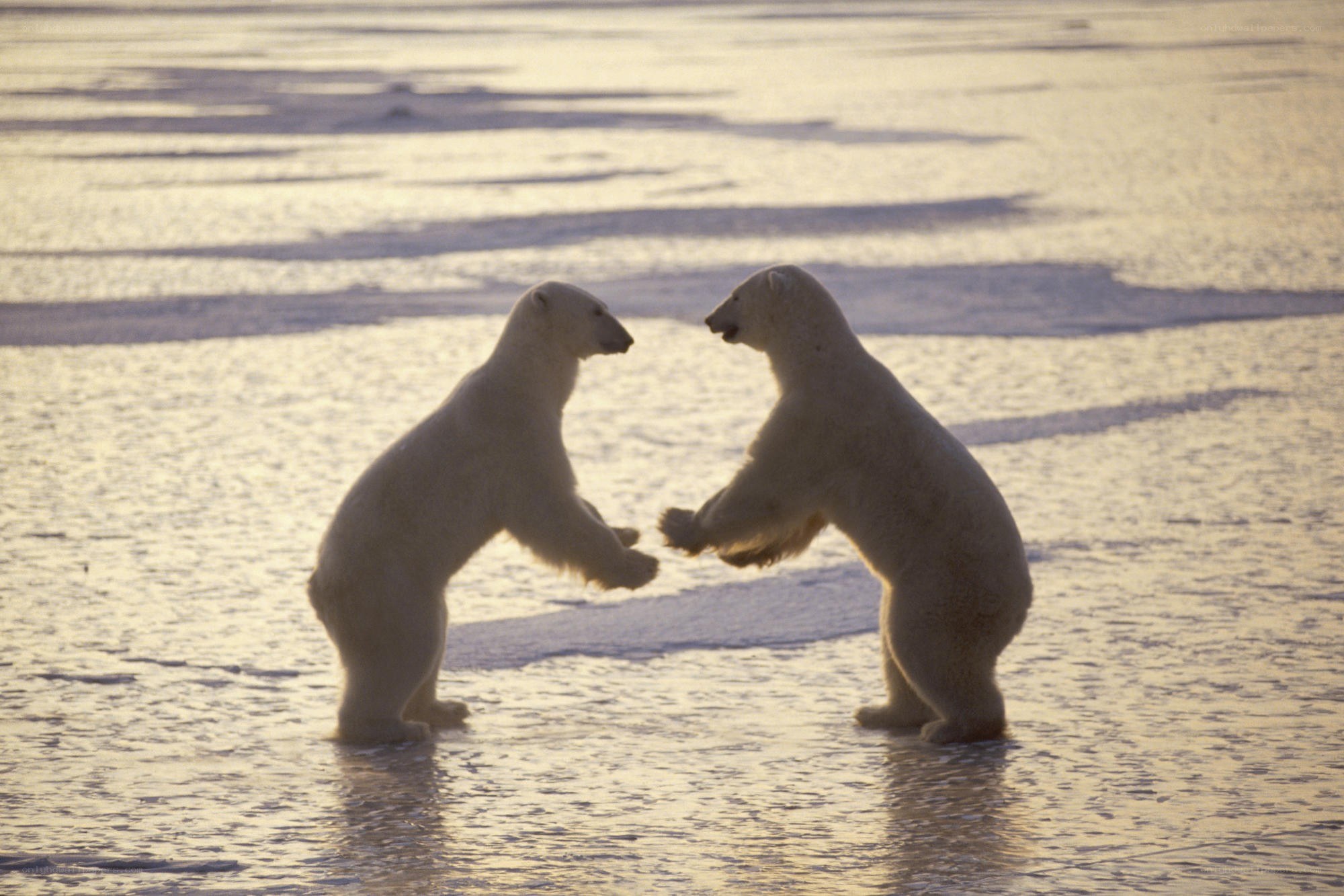 Polar bears playing on ice