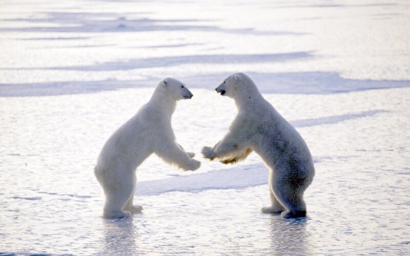 Polar bears playing on ice