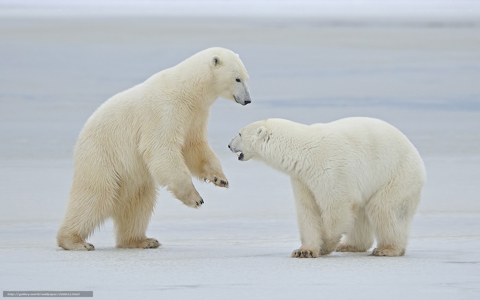 Polar bears playing on ice