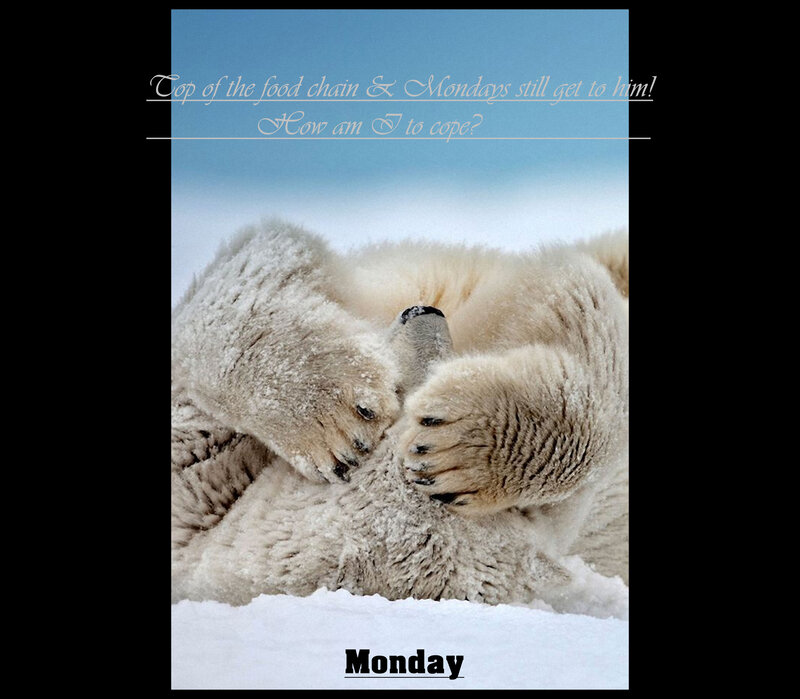 Polar Bears Playing — White, Playful