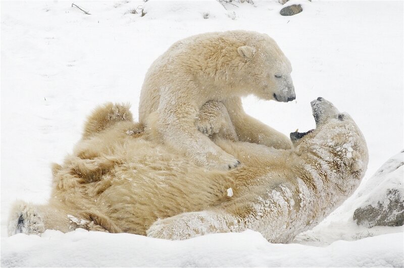 Polar Bears Playing — White, Playful, Winter, Photograph, Snow, Rock