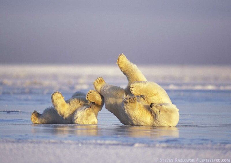 Polar Bears Playing — White, Playful, Winter, Photograph
