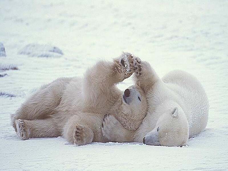 Polar Bears Playing — White, Playful, Winter