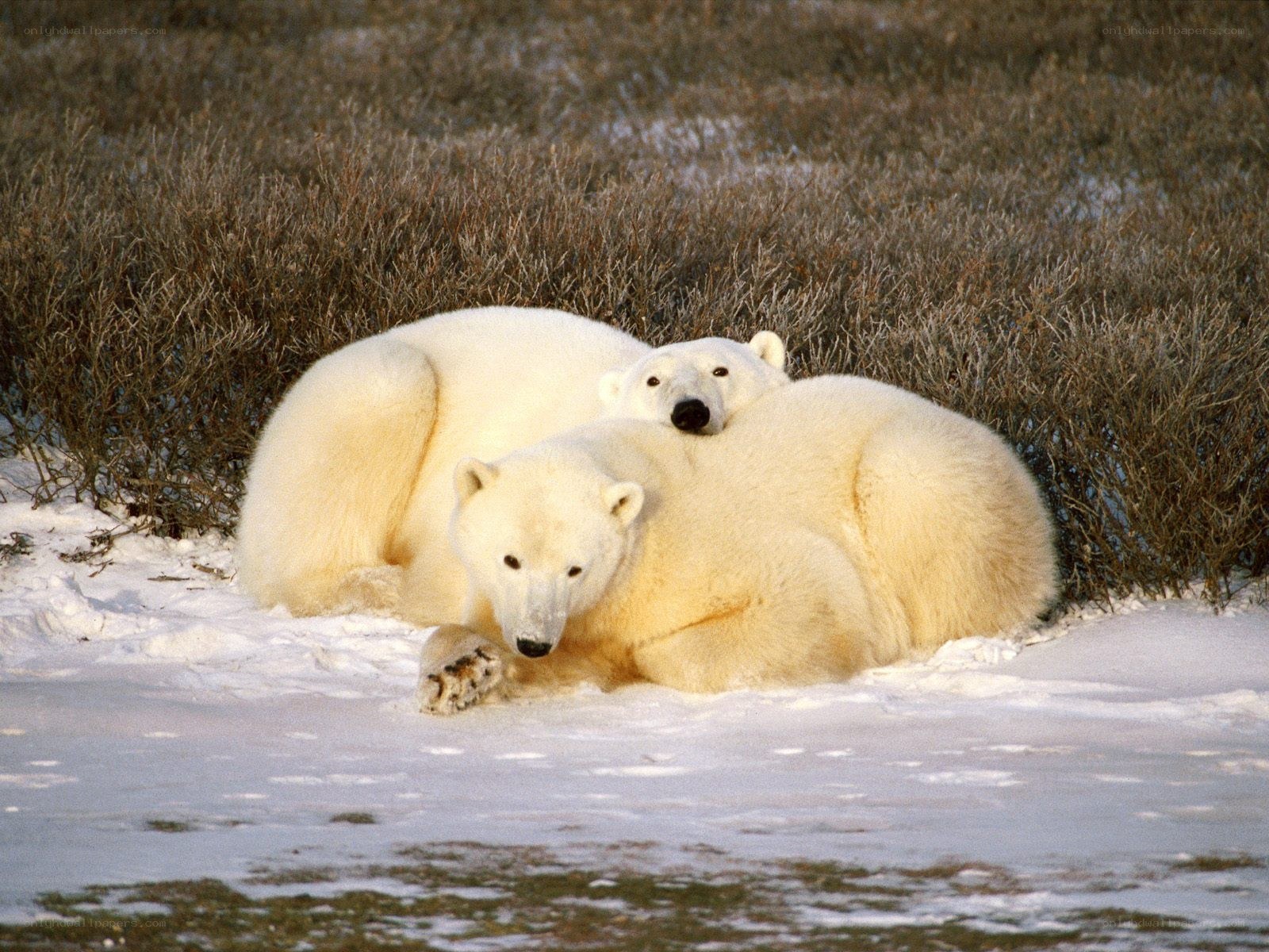 Polar bears resting in snow