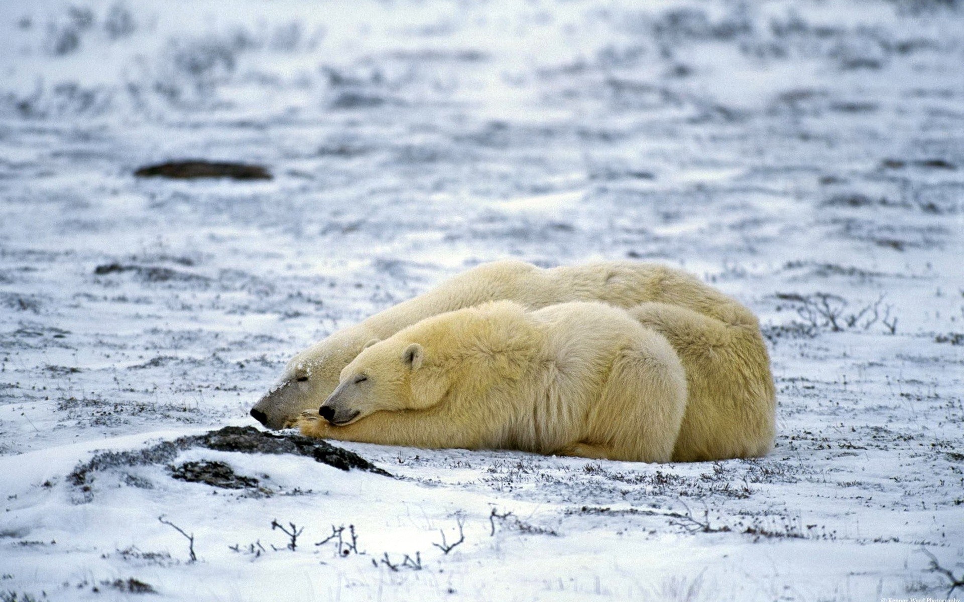 Polar bears resting in snow