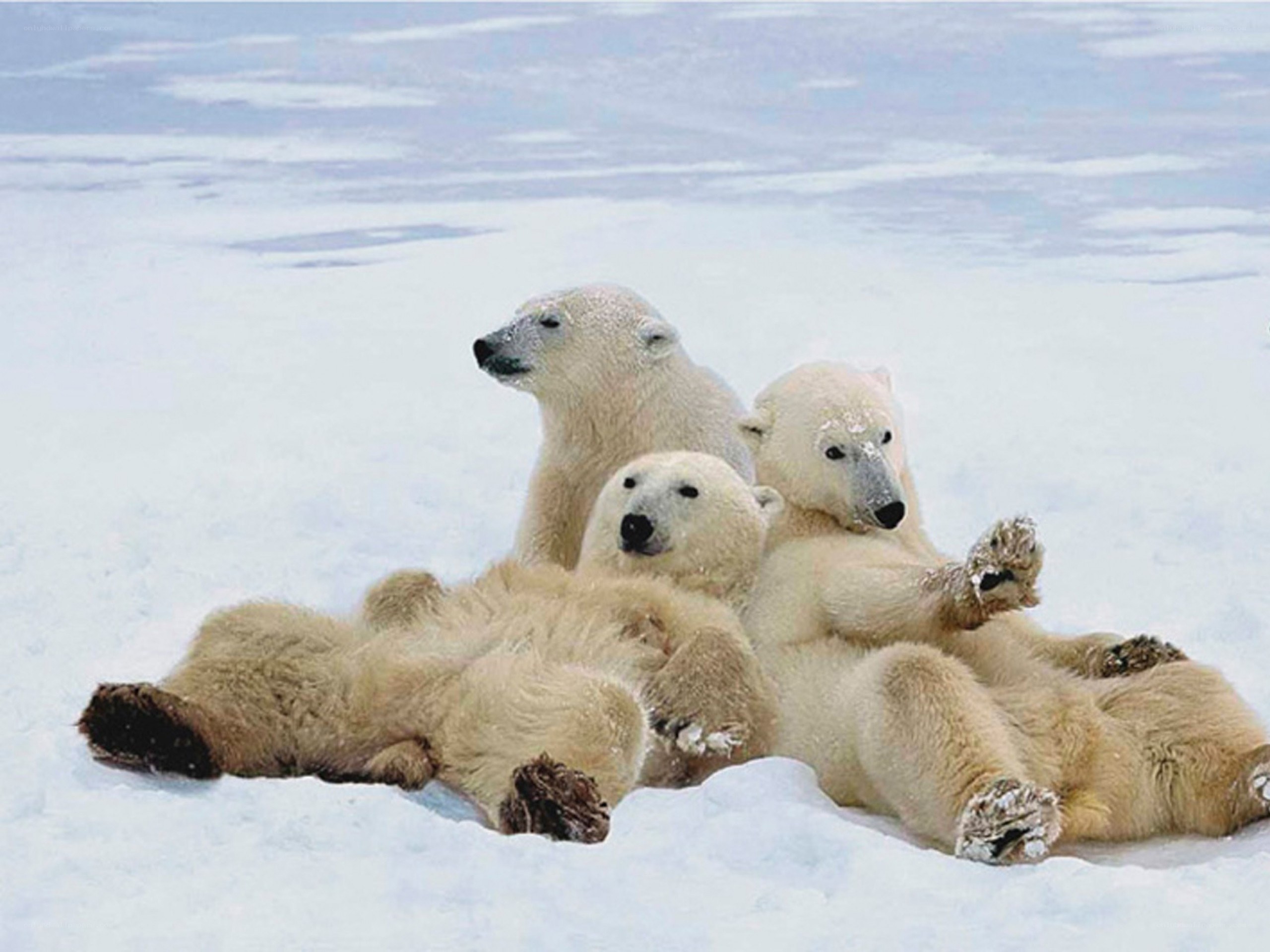 Polar bears resting on ice