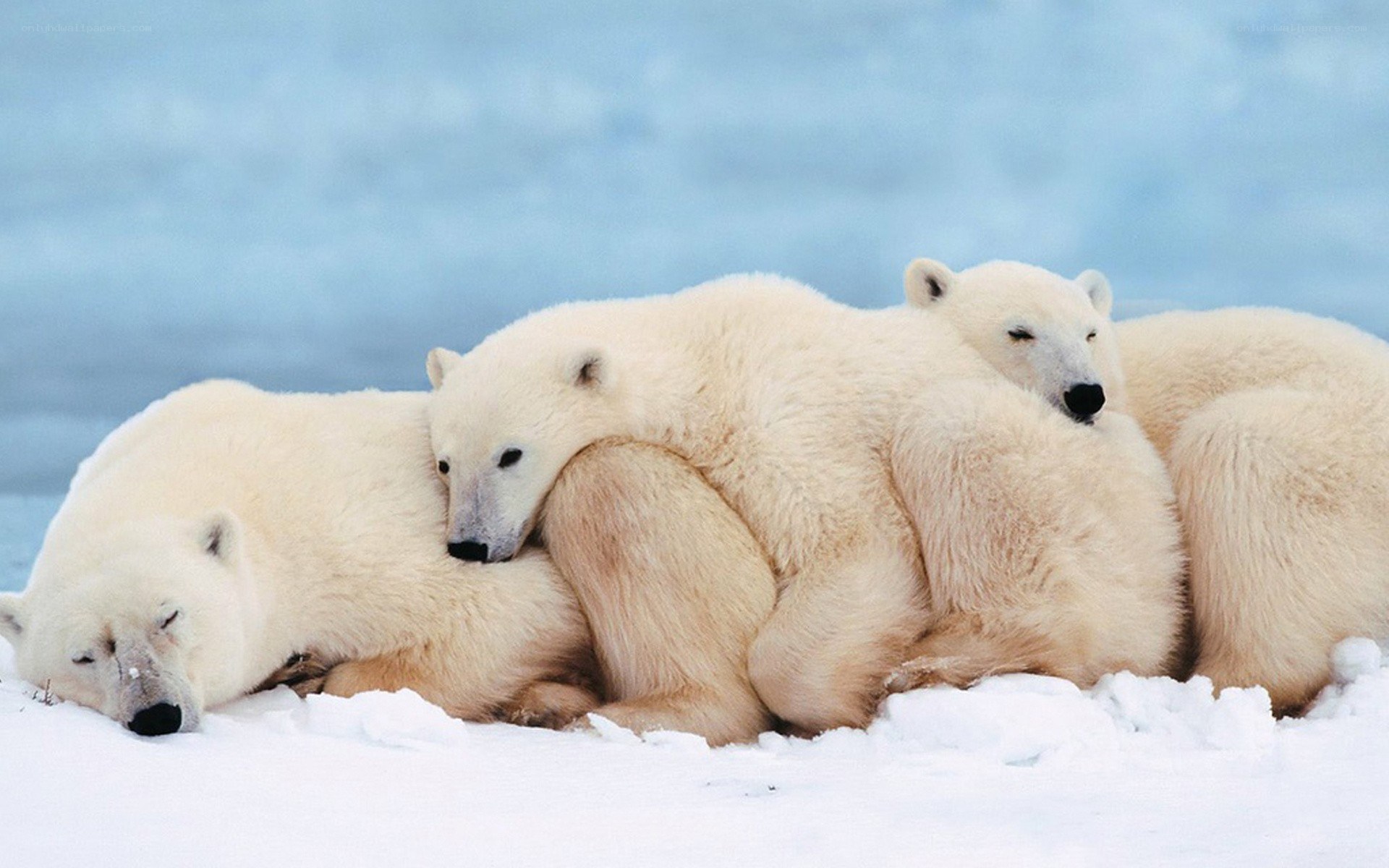 Polar bears resting on ice