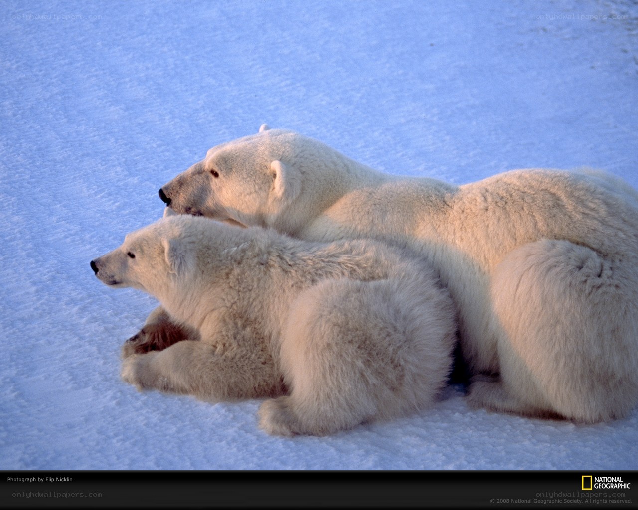 Polar bears resting on snow