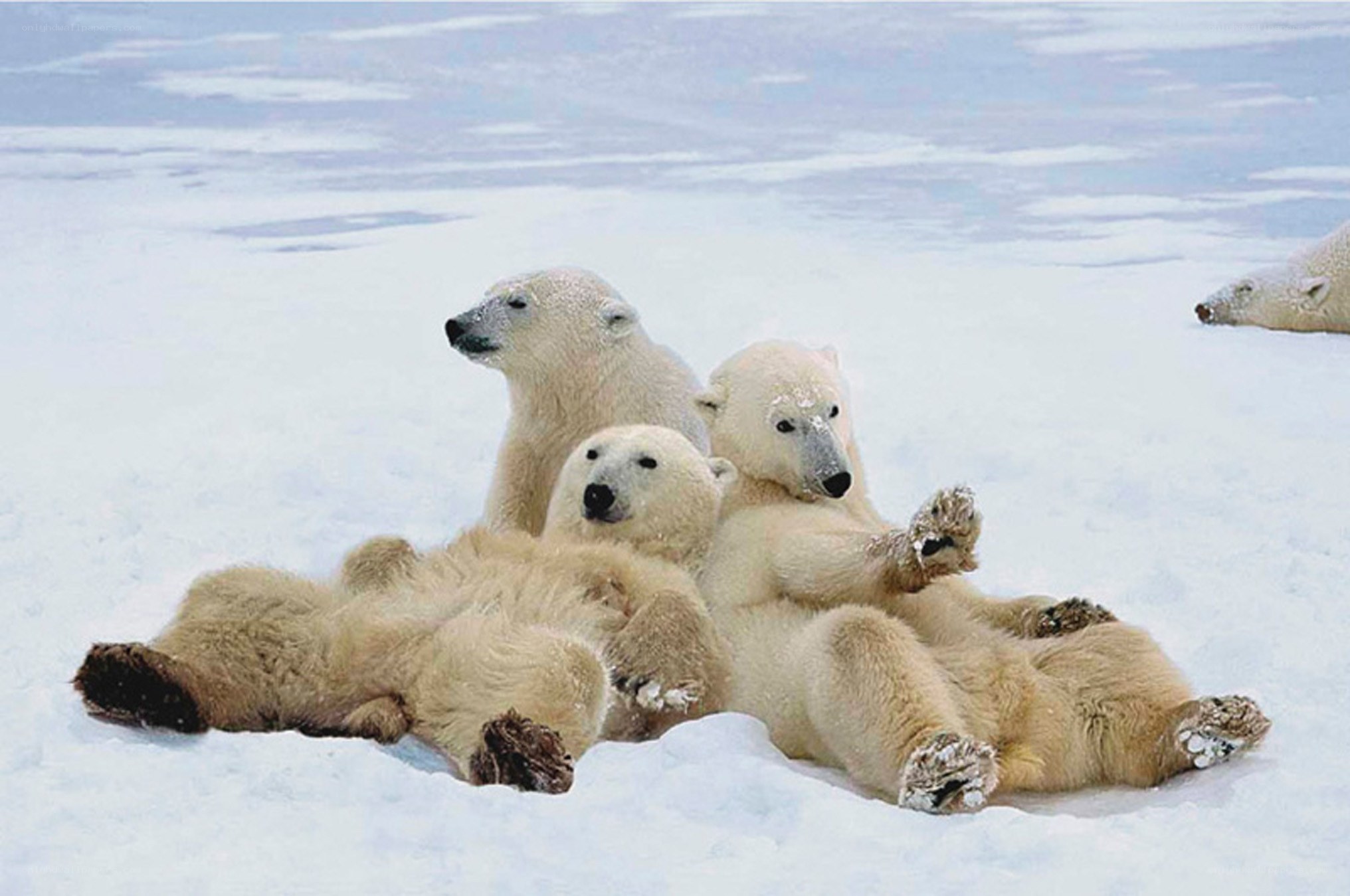Polar bears resting on snow