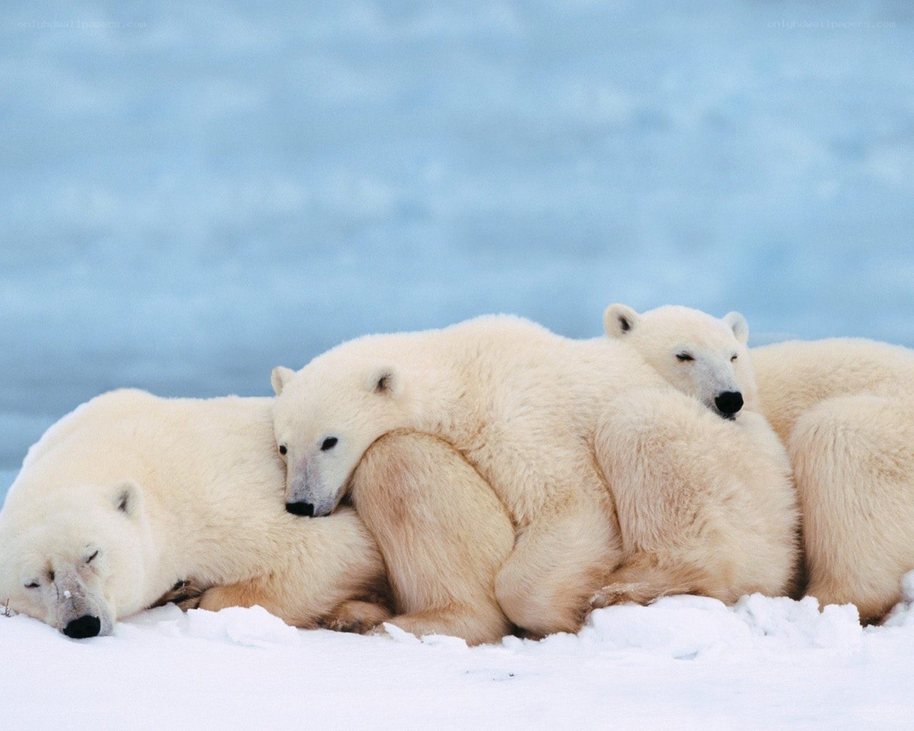 Polar bears resting together