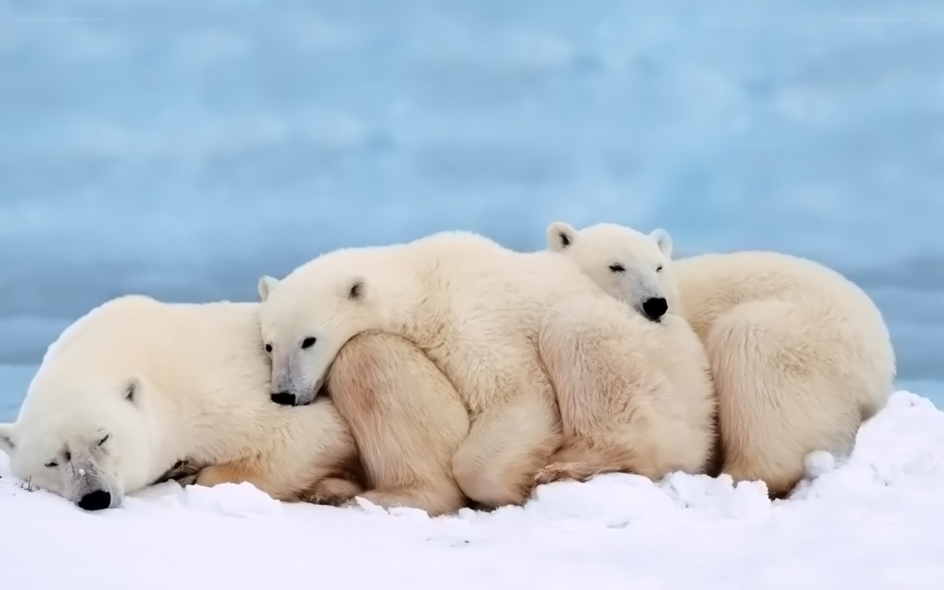 Polar bears resting together