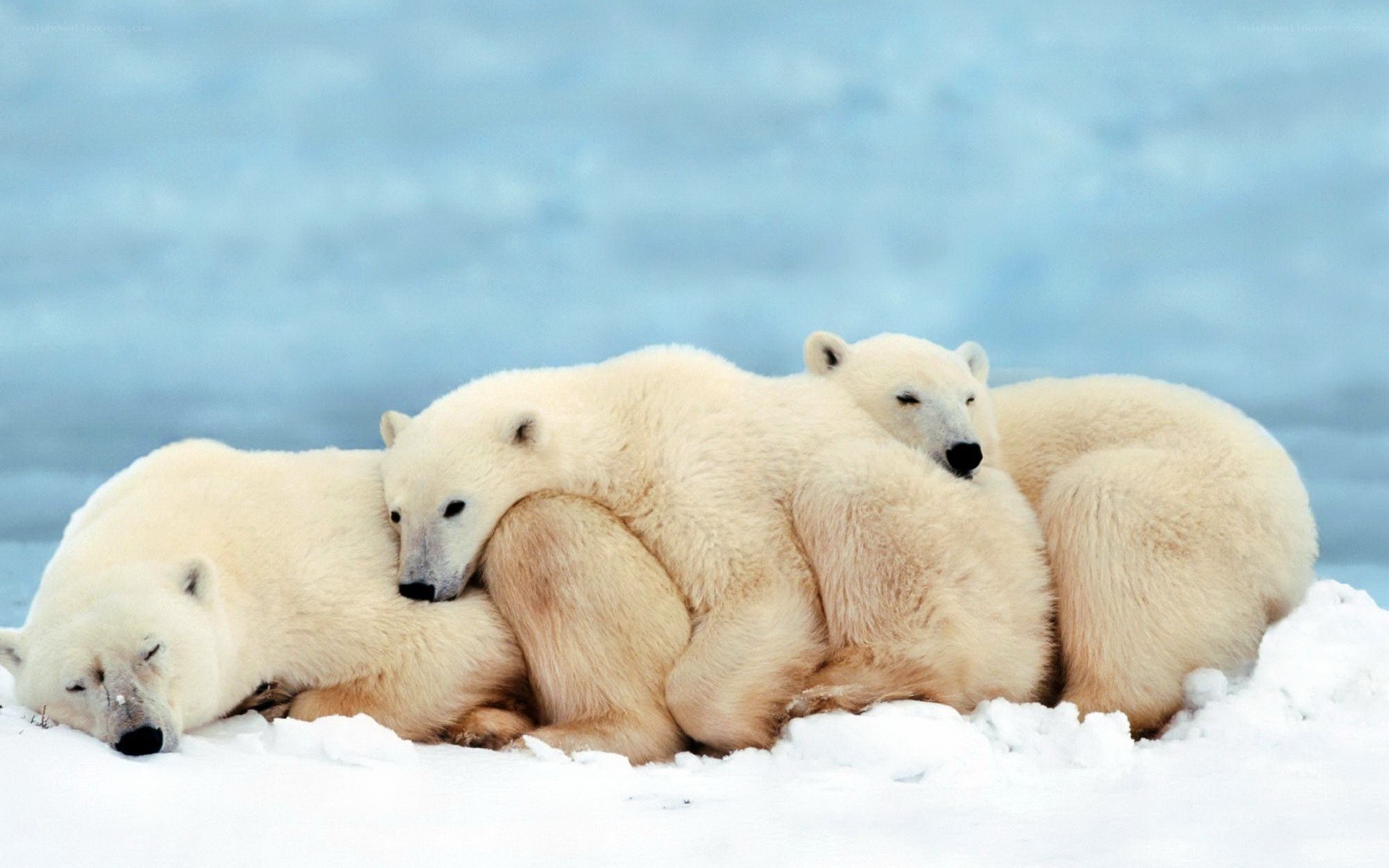 Polar bears resting together
