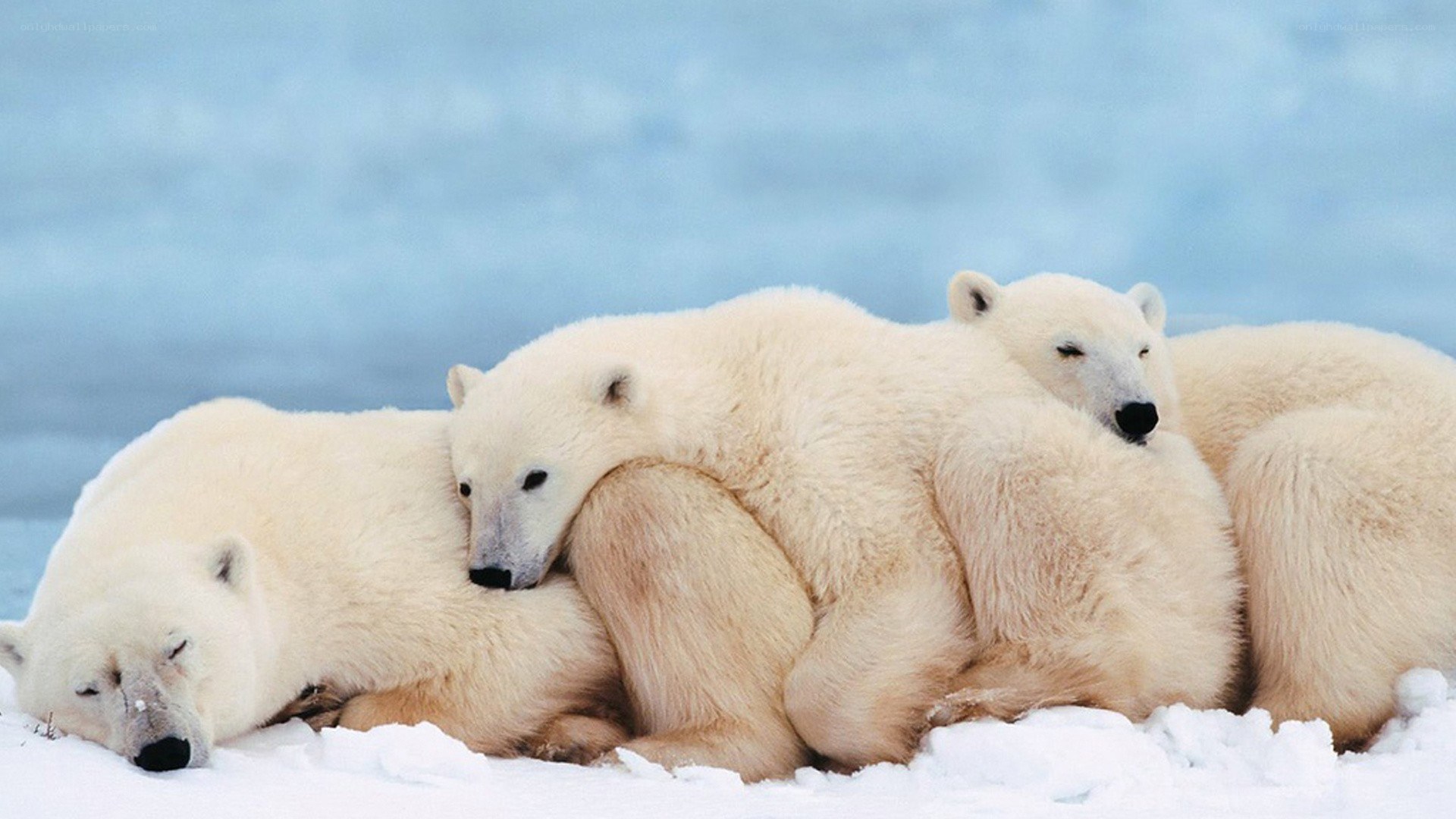 Polar bears resting together