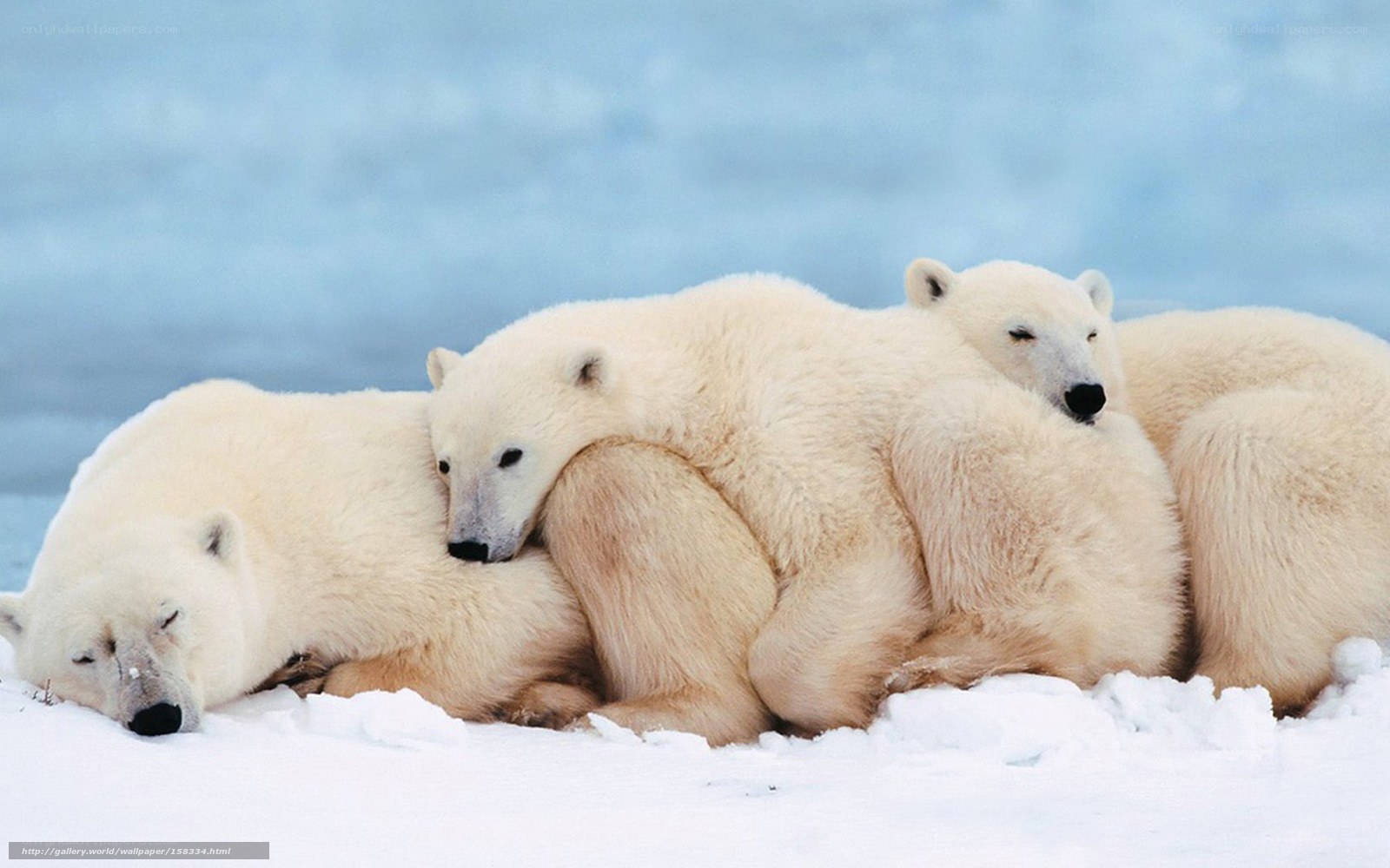 Polar bears resting together