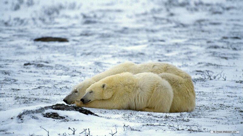 Polar Bears Resting — White