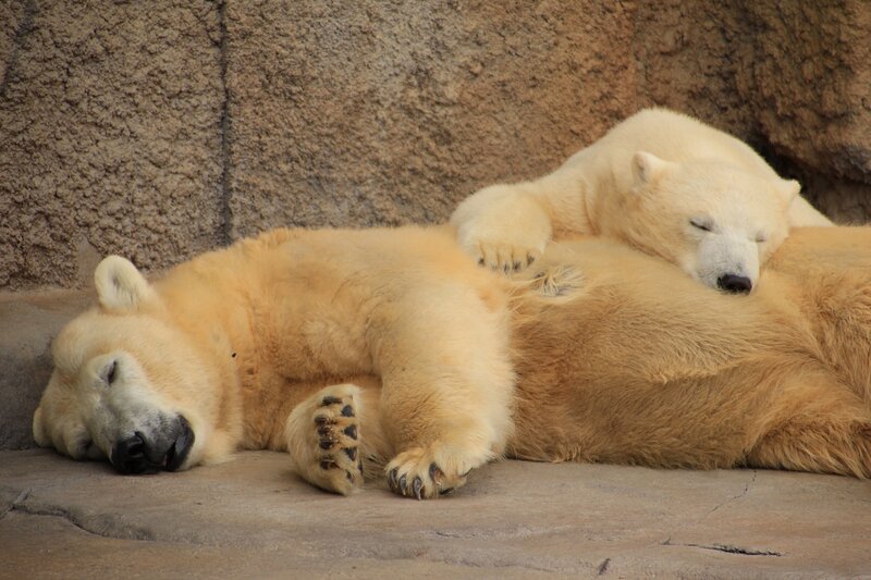 Polar Bears Sleeping — White, Peaceful