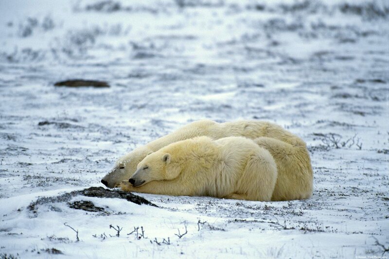 Polar Bears Sleeping — White