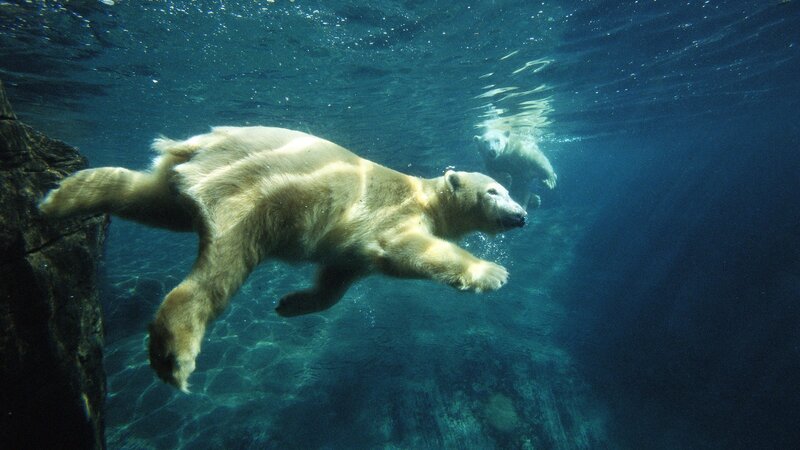Polar Bears Swimming — Blue, Serene, Photograph, Rock