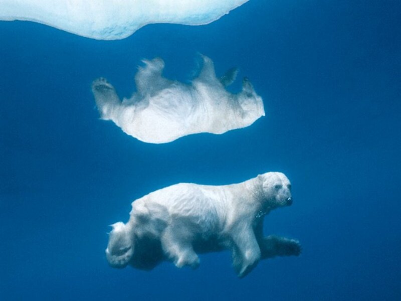 Polar Bears Swimming — Blue