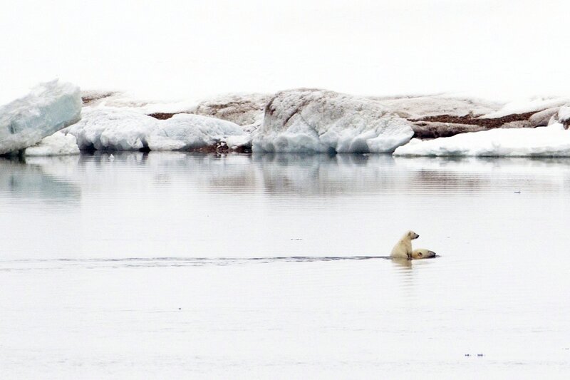 Polar bears swimming in icy water