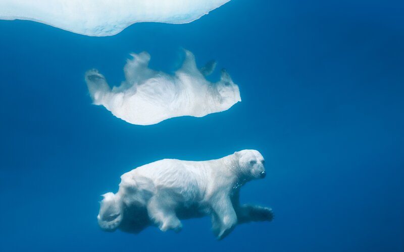 Polar Bears Swimming — Serene
