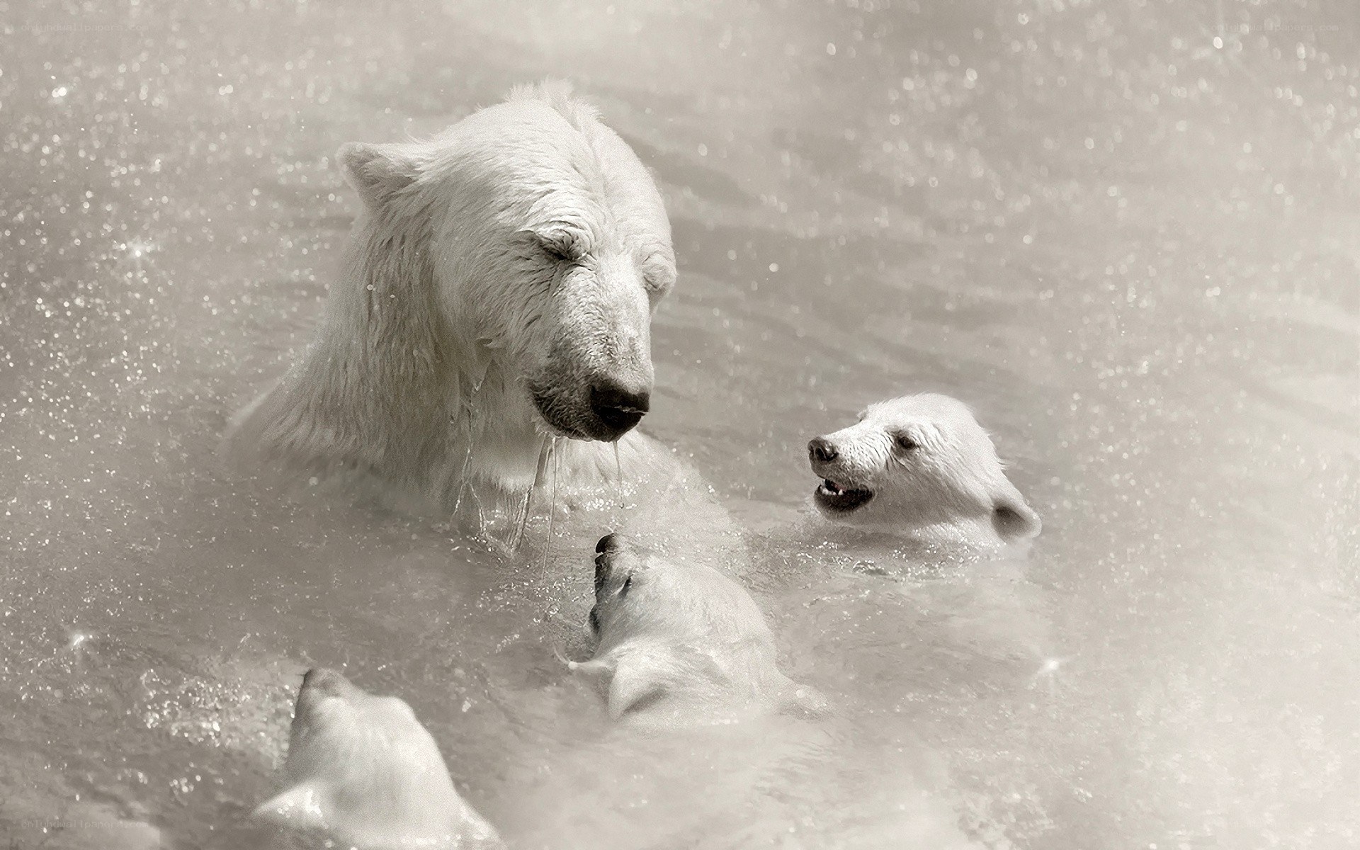 Polar bears swimming together