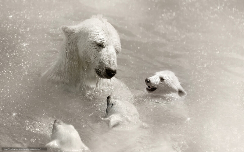 Polar bears swimming together