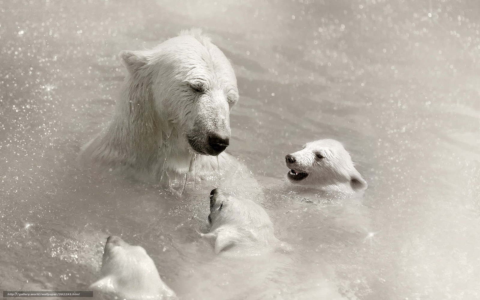 Polar bears swimming together