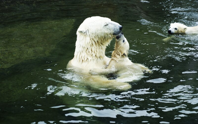 Polar bears swimming together