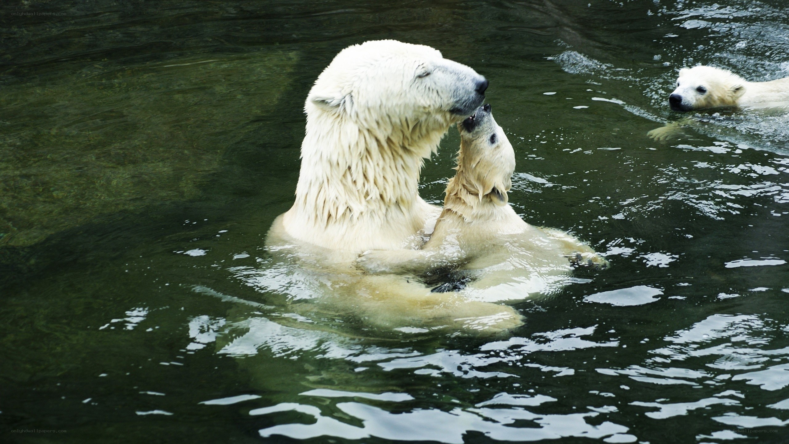 Polar bears swimming together
