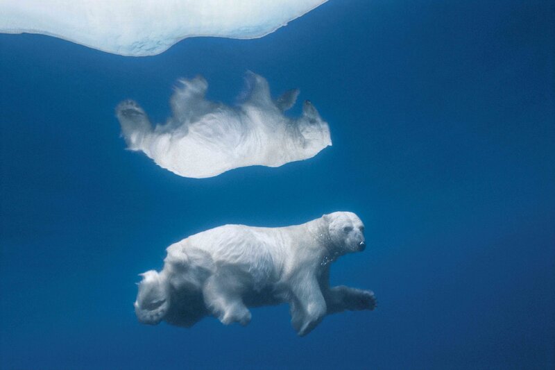 Polar bears swimming underwater