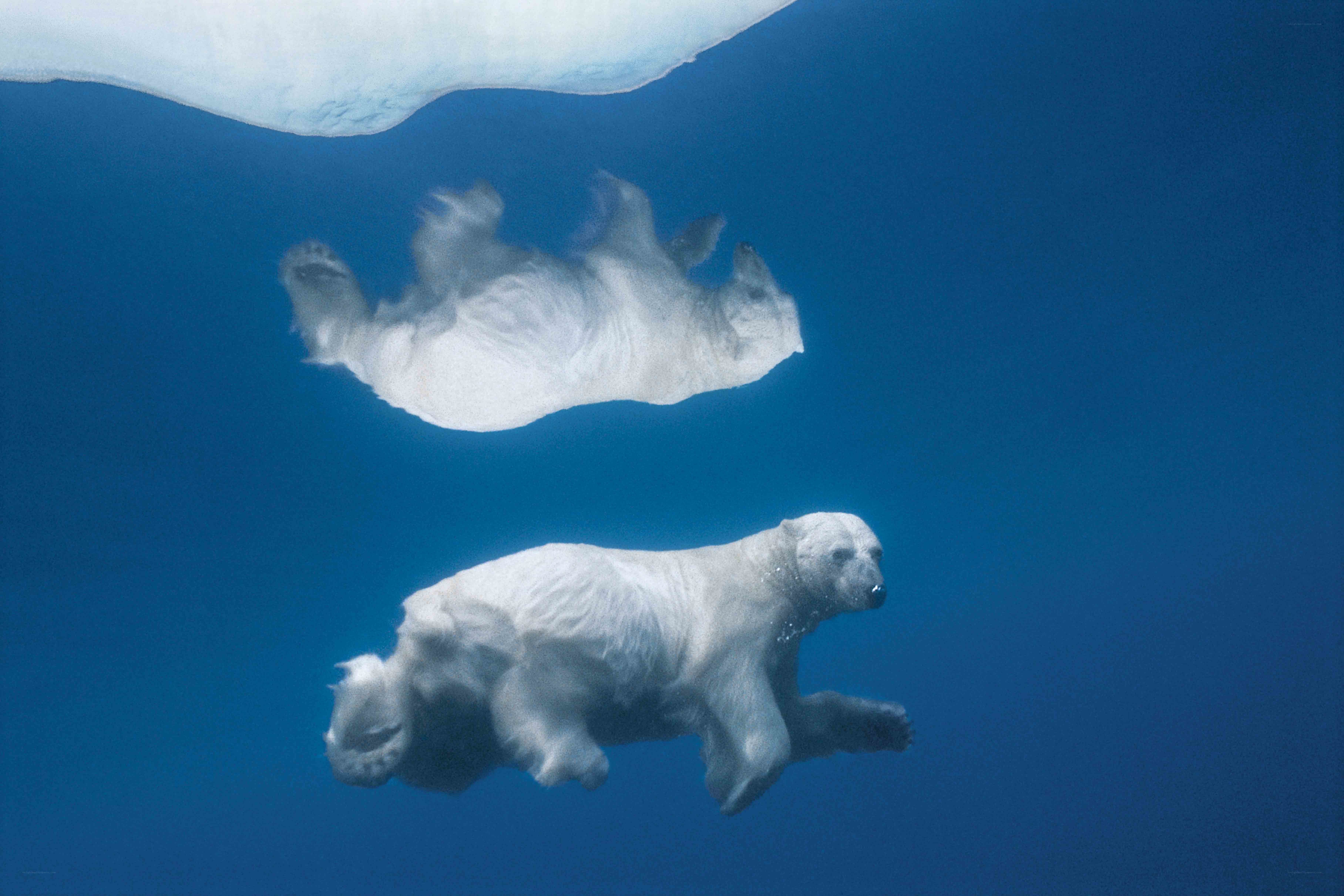 Polar bears swimming underwater