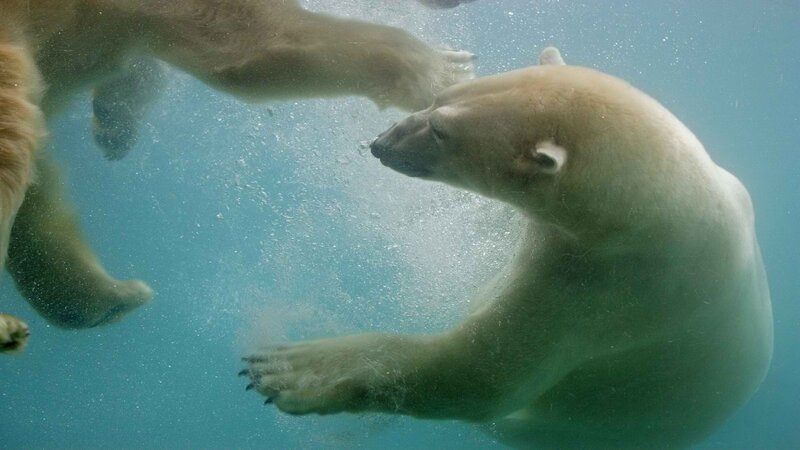Polar bears swimming underwater