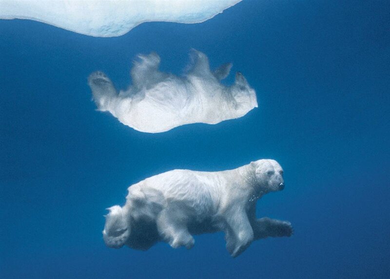 Polar bears swimming underwater
