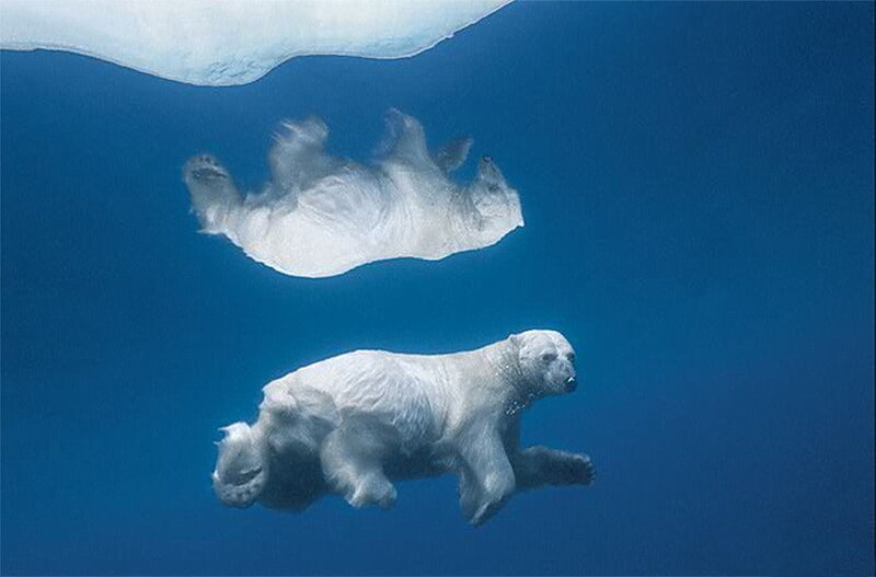 Polar bears swimming underwater