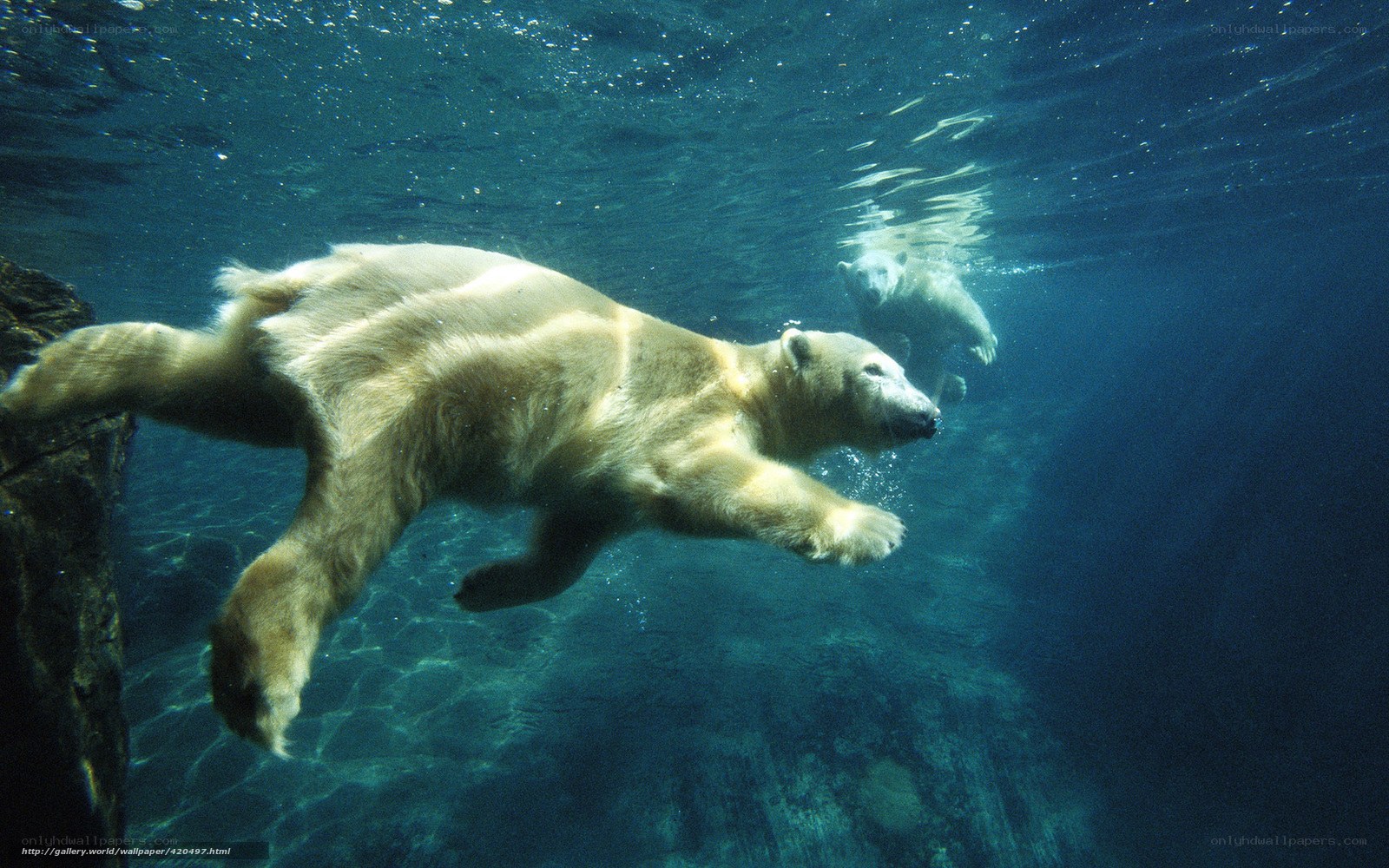 polar bears swimming underwater