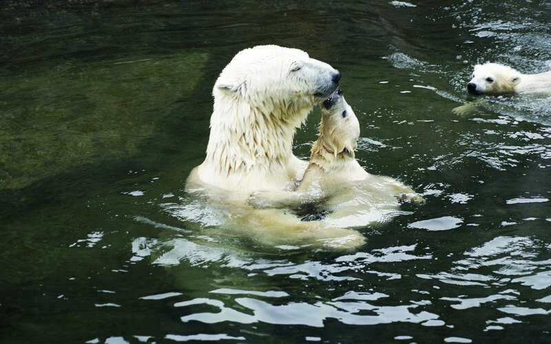 Polar Bears Swimming — White, Calm