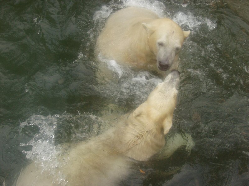 Polar Bears Swimming — White
