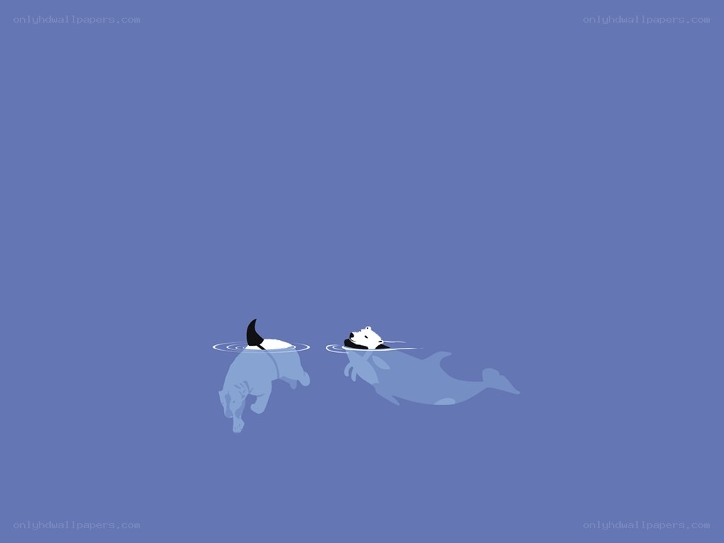 Polar bears swimming