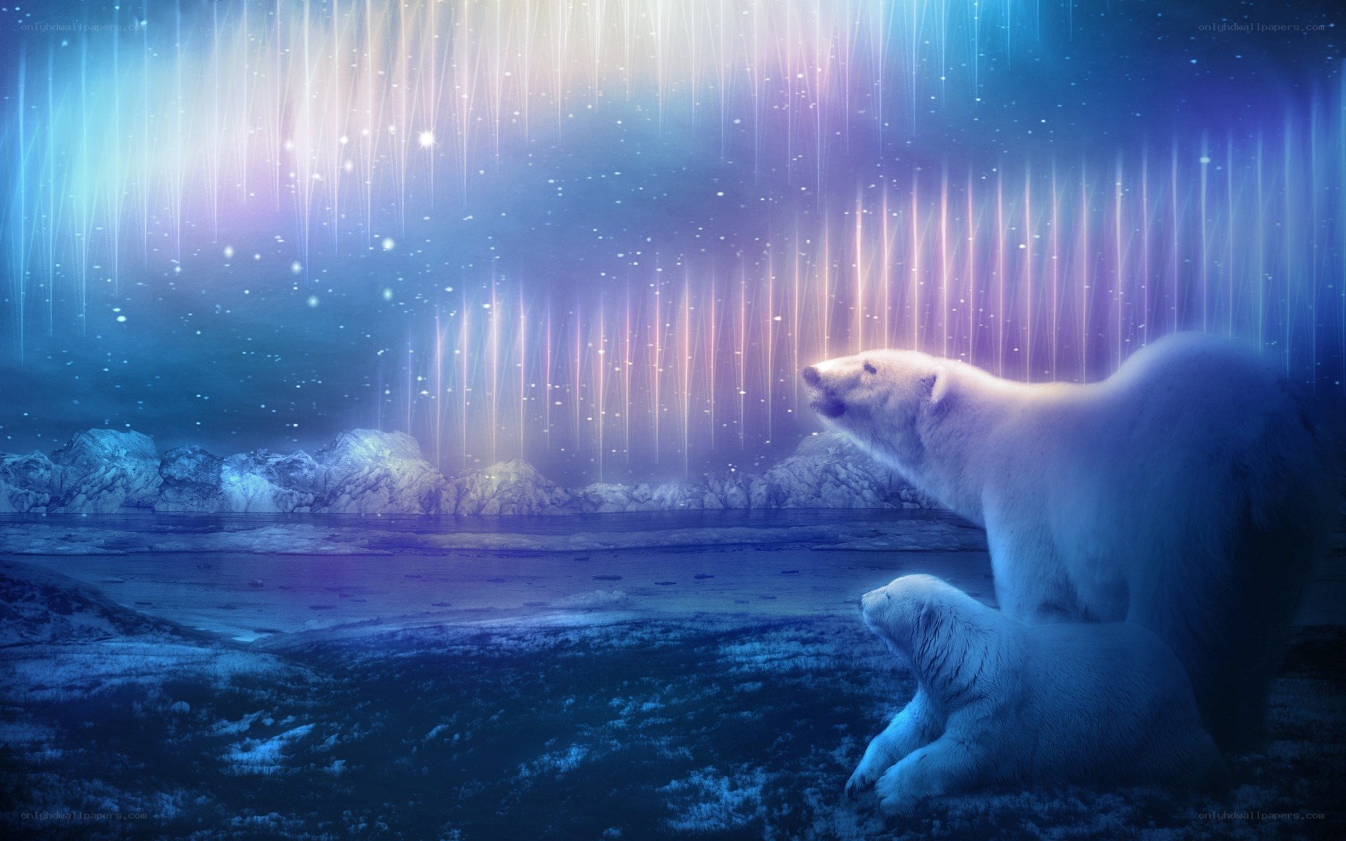 Polar bears under aurora