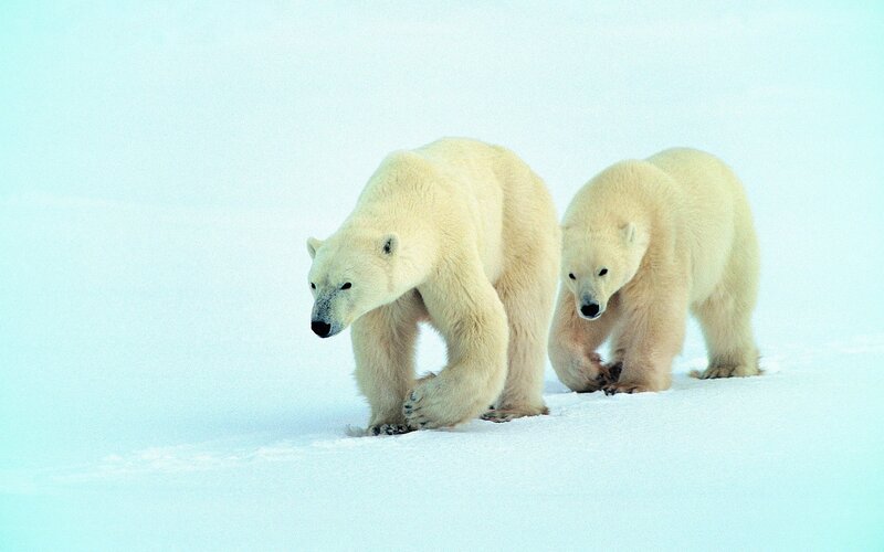 Polar bears walking on ice
