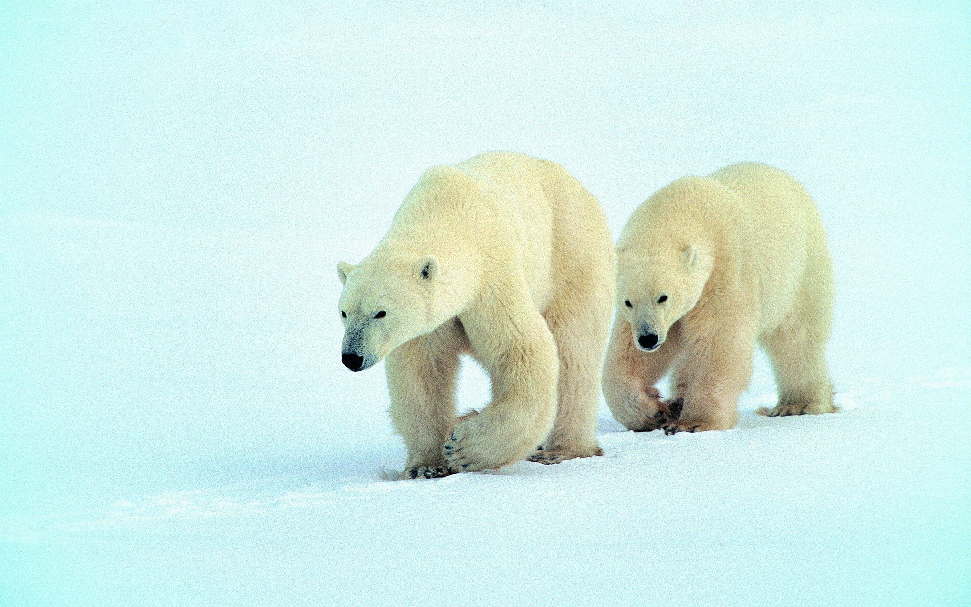 Polar bears walking on ice