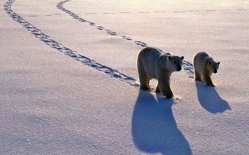 Polar bears walking on snow