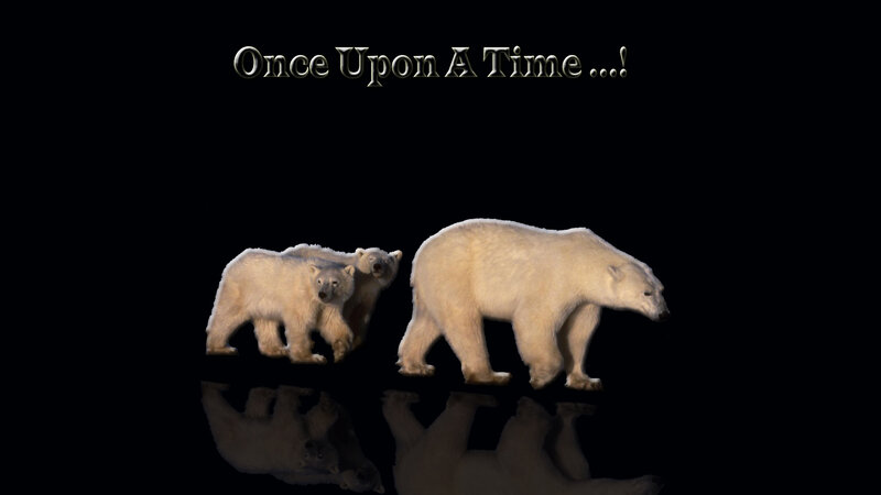 Polar bears walking